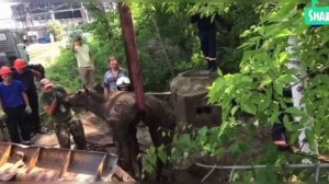 В Новосибирске спасли лося, который провалился в колодец
