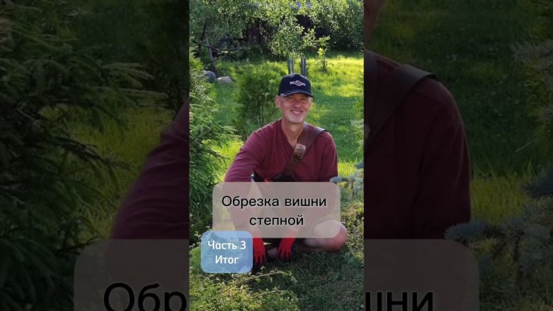Обрезка вишни степной. Часть 3. Итог.