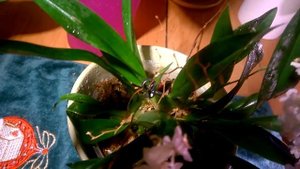 Онцидиум Твинкл _ Что делать с цветоносами после цветения _ Вопрос  - Ответ