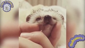 Подборка : Смешные Ёжики 2018