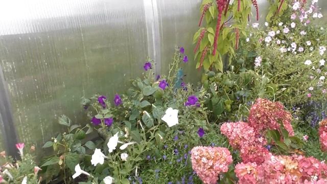 Амаранты однолетние красавцы смотреть онлайн