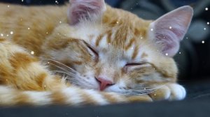 Deep Soothing Music for Anxious, Stressed Cats! ☔Lullaby for kitten 10 hours