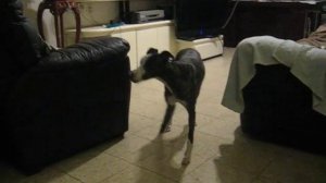 Дрессировка борзой собаки при помощи кликера (первое занятие)