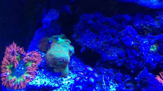 Rock Flower Anemones & Clownfish.  Phymanthus (Epicystis) Crucifer & Amphiprion Ocellaris.