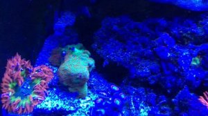 Rock Flower Anemones & Clownfish. Phymanthus (Epicystis) crucifer & Amphiprion ocellaris.
