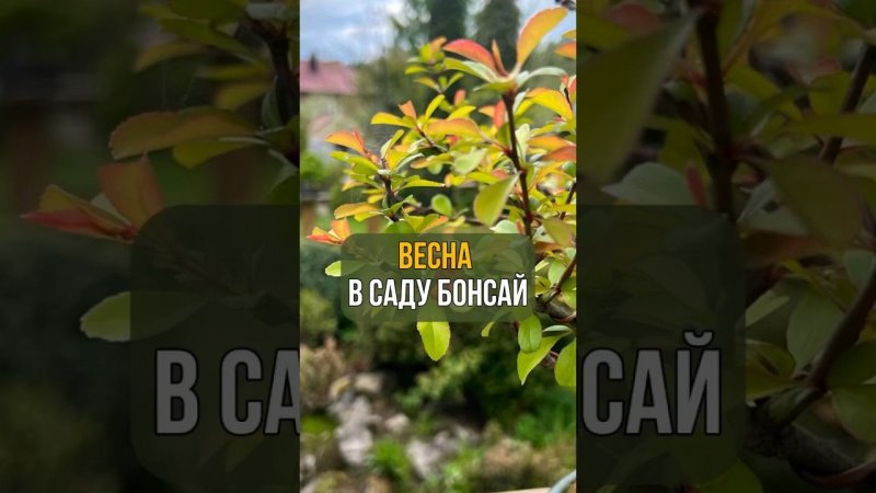ВЕСНА В САДУ БОНСАЙ