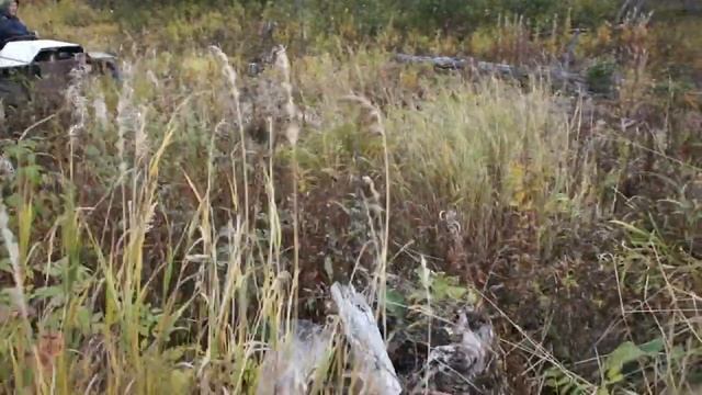 Ищем место для избушки (Зимовья). Будем строить новую избушку. смотреть онлайн