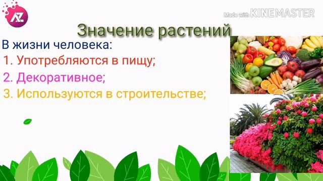 1. Ботаника | Курс биология | Бесплатный репетитор AzoZnano