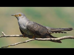 Кукушка против Черноголовой овсянки (Emberiza melanocephala) - Малый Кавказ | Film Studio Aves