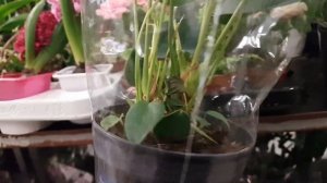 Уценка горшечных растений в "Гринвилле" город Новосибирск.