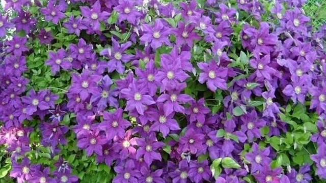 piękne powojniki смотреть онлайн