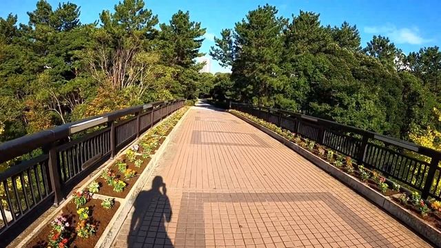 Огромные ручные Карпы Кои в Японском парке.