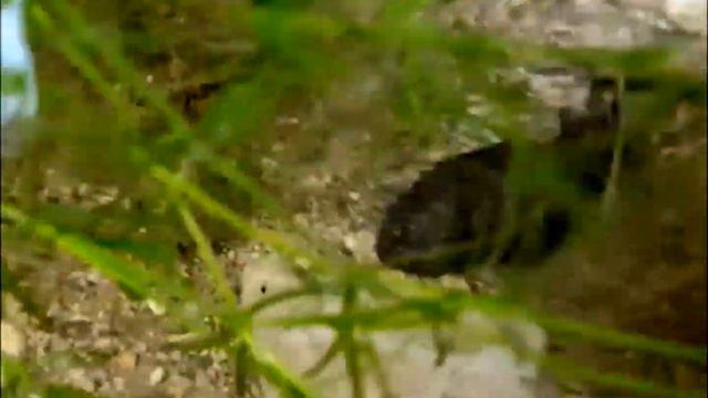 Collecting Wild Killifish and Wild Plants смотреть онлайн