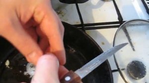 яичница из яиц попугаев корелл!!!