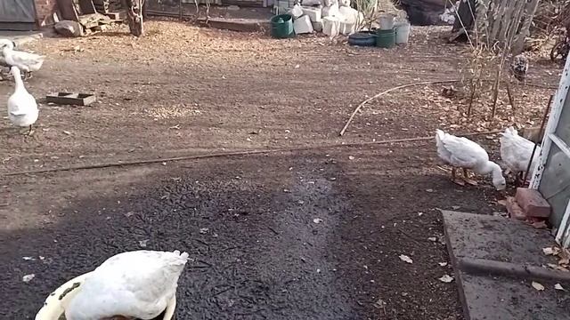 Сколько гусей оставлять на племя