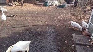 Сколько гусей оставлять на племя