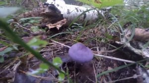 Purple (violeus) mushrooms, грибы фиолетовые.