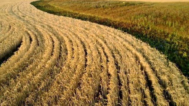 Поле пшеницы..