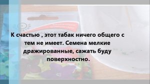 Петуния комплиментуния и не только!