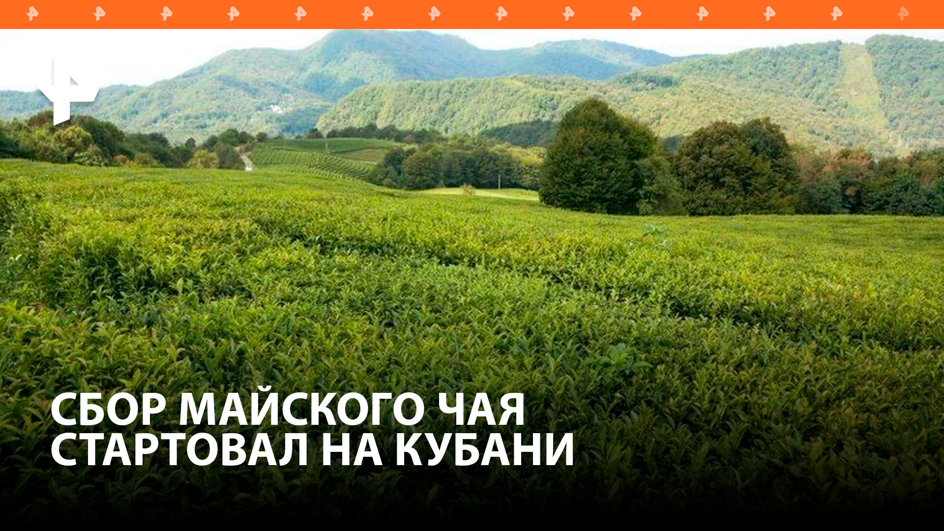 Сбор майского чая стартовал на Кубани: как производят напиток? / РЕН Новости