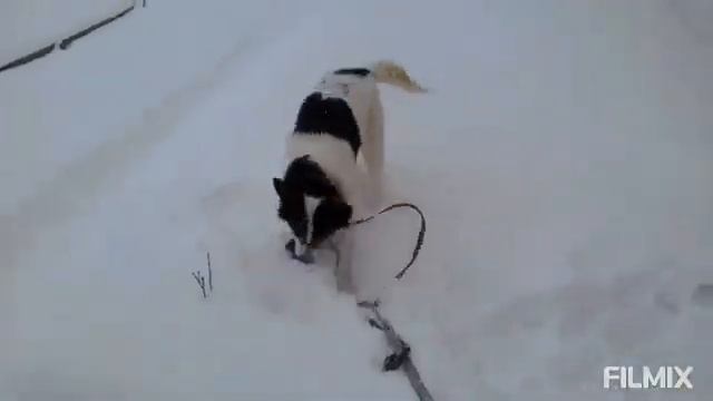 Как научить собаку лаять на чужих людей? смотреть онлайн