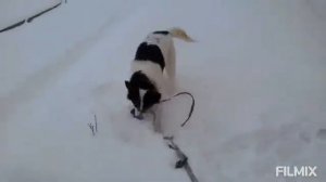 Как научить собаку лаять на чужих людей?