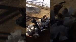 Статные голуби председателя Троицкого клуба голубеводов