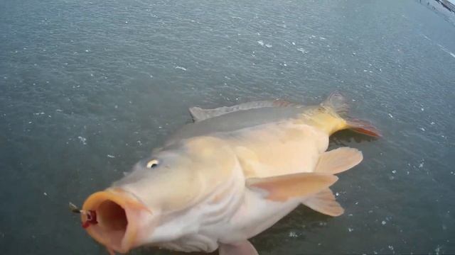 Карп со льда зимой смотреть онлайн