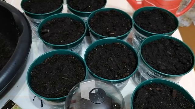 Садовые заметки. Выпуск №2 смотреть онлайн