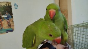 Ожереловый попугай птенцы 4мес