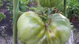 №48 "Большой оранжевый полосатый".  Сорта помидоров. Выращивание помидоров. Огород. Сад. Томаты.