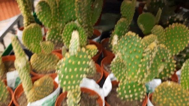 ОРХИДЕИ В БАУ ЦЕНТРЕ .РОСТОВСКОЕ ШОССЕ//19.11.23// смотреть онлайн