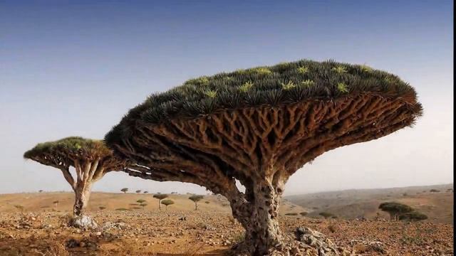 Драконово дерево. Испания смотреть онлайн