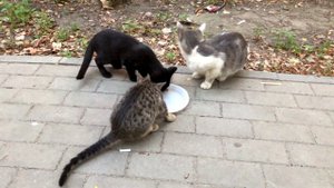 КОРМЛЮ БЕЗДОМНЫХ КОШЕК. 3 ВМЕСТО 1. НЕЖДАНЧИК.
