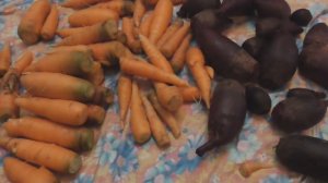 Хранение моркови и свеклы  100 % лёжка .Бабушкин способ.