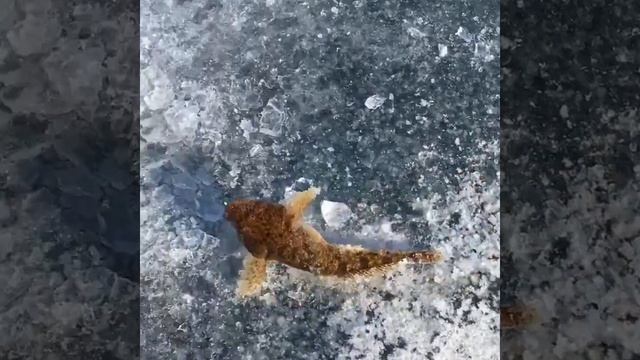 Байкальска рыбалка - тренировка перед турниром. Широколобка. Подлёдная ловля жесть смотреть онлайн