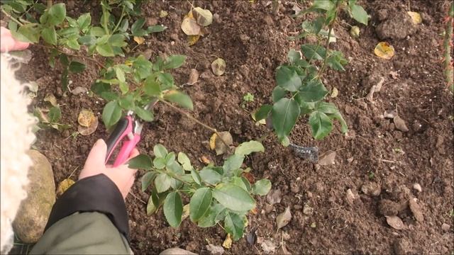 РОЗЫ. ОБРЕЗКА РОЗ ФЛОРИБУНДА ОСЕНЬЮ смотреть онлайн