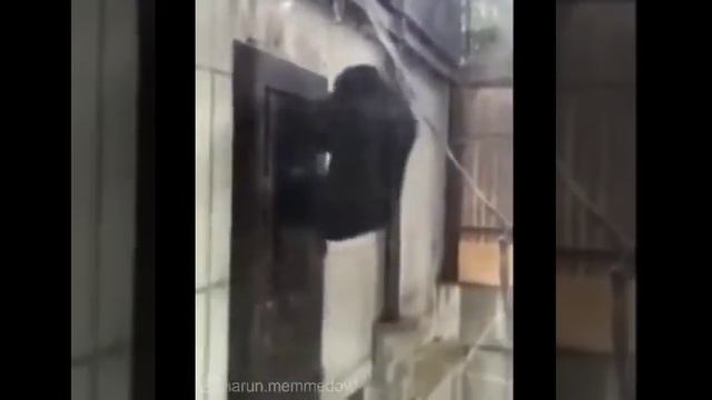 Обезяне надо в туалет смотреть онлайн