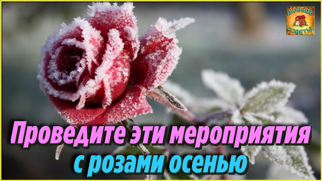 ОБЯЗАТЕЛЬНО проведите эти мероприятия С РОЗАМИ ОСЕНЬЮ Подготовка роз к зиме Цветоводам НА ЗАМЕТКУ
