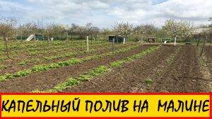 КАПЕЛЬНЫЙ ПОЛИВ НА РЕМОНТАНТНОЙ МАЛИНЕ || Капельный полив монтаж #малина #КАПЕЛЬНЫЙ #ягода