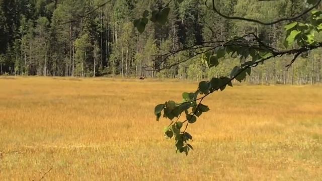 Медведь не дал собирать клюкву!!! смотреть онлайн