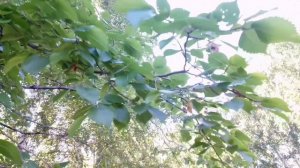 Ясень-сначала цвет, затем листья.