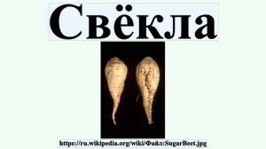 Свёкла