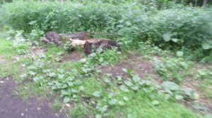 Берёзовая роща (Кировский р-он Кемерово)