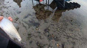 ВОТ ЭТО РЫБАЛКА Я ПОНИМАЮ. ХОРОШИЙ УЛОВ И ОТЛИЧНАЯ КОМПАНИЯ. ЛОВИМ РЫБЦА ФИДЕРОМ. ЛАЙФХАК ОТ ИВАНЫЧ