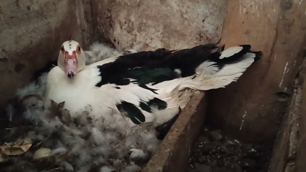 Утка на гнезде. Цыплята осенью. смотреть онлайн