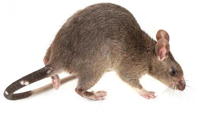 Голоса животных  / Крысы самые большие и жирные звуки и крыс