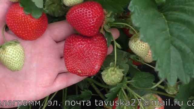 МОЛИНГ СТОЛЕТИЕ клубничный мед смотреть онлайн