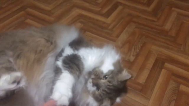 Кот Потап хочет и погладиться и поиграть смотреть онлайн