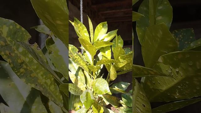 Croton Gold Star - Plantation - Codiaeum variegatum - Farm House - Brigadier Ka Bagh